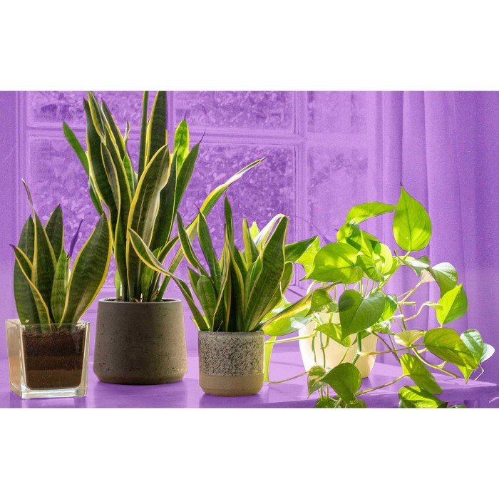 Эпипремнум