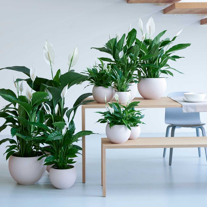 Спатифиллум Свит Чико