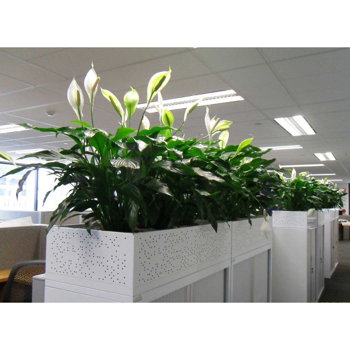 Спатифиллум Свит Чико