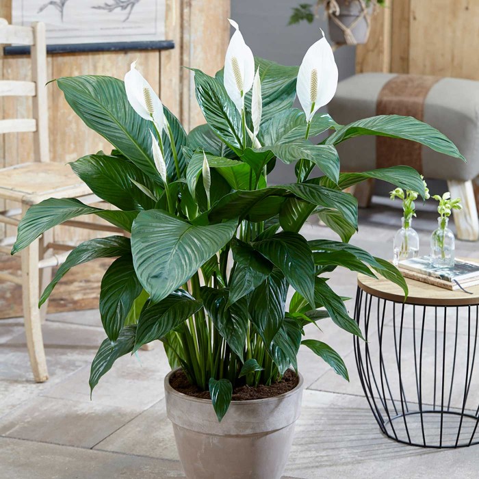 Спатифиллум Свит Чико