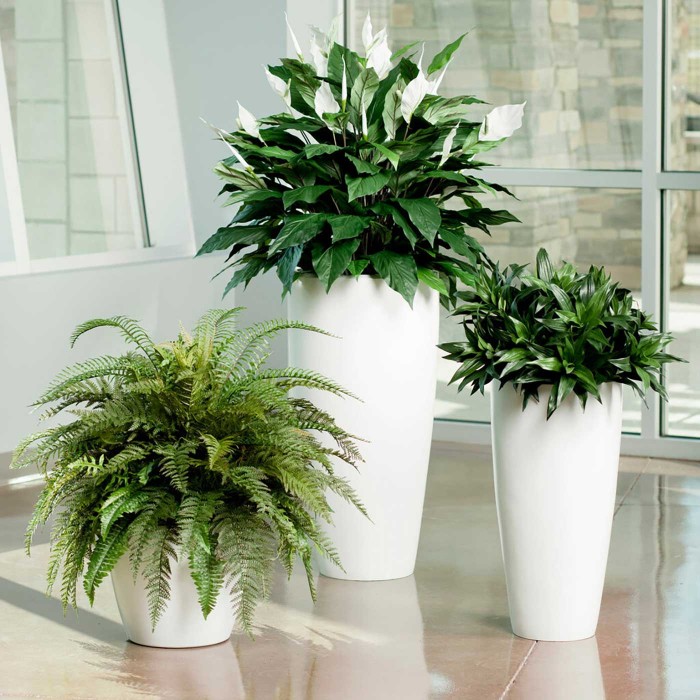 Спатифиллум Свит Чико