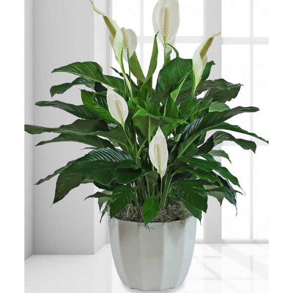 Спатифиллум Свит Чико