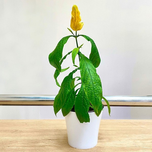 Пахистахис