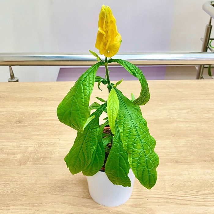 Пахистахис