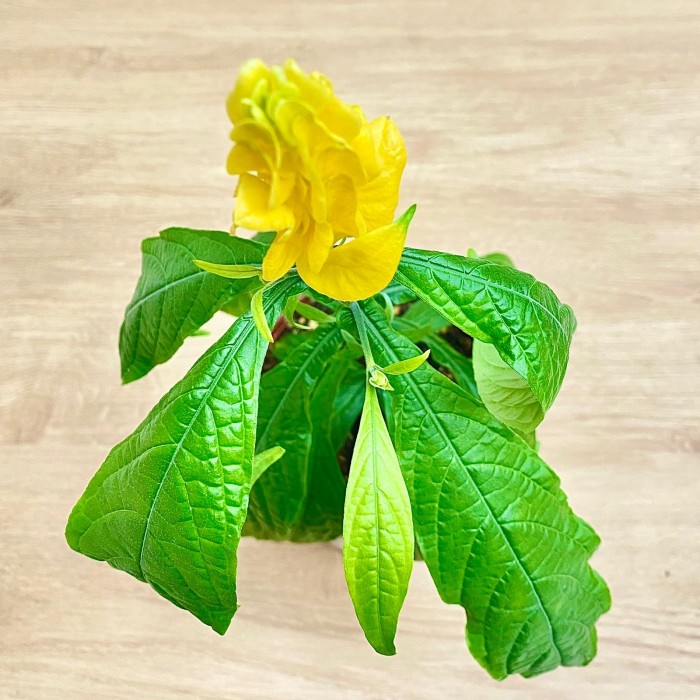 Пахистахис