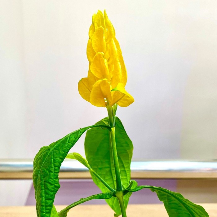 Пахистахис