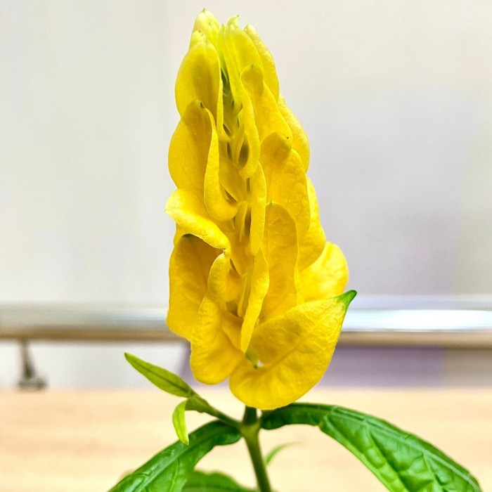 Пахистахис