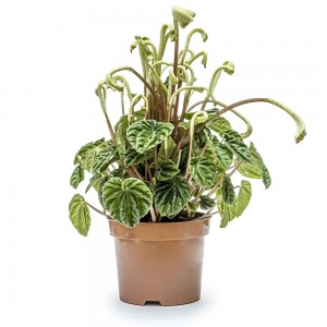 Пеперомия Каперата Лилиан в горшке