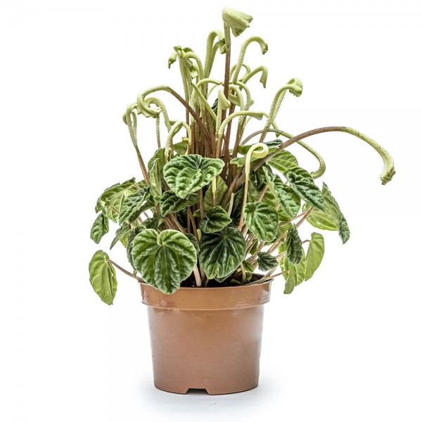 Пеперомия Каперата Лилиан в горшке