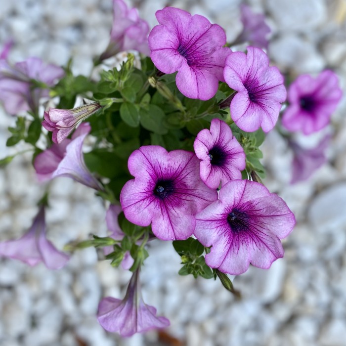 Петуния розовая с фиолетовыми прожилками