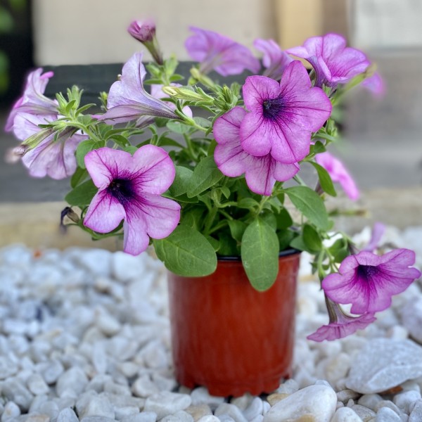 Петуния розовая с фиолетовыми прожилками