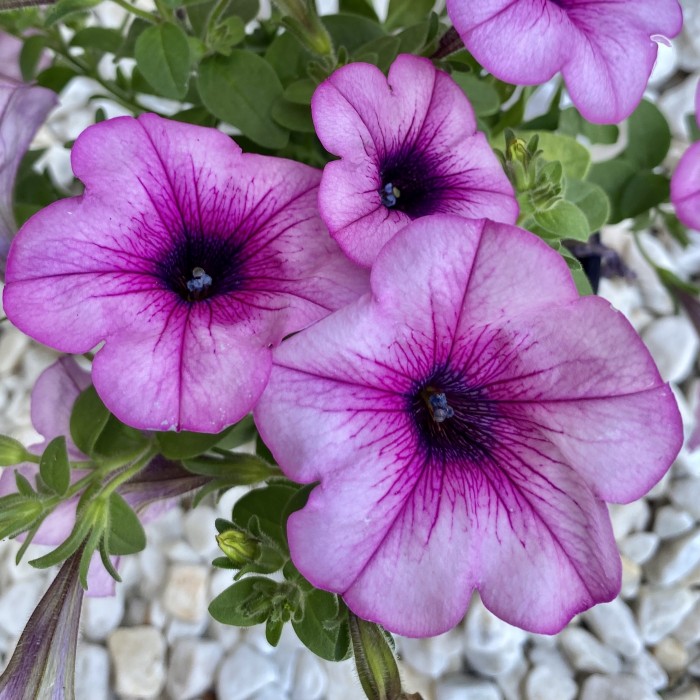 Петуния розовая с фиолетовыми прожилками