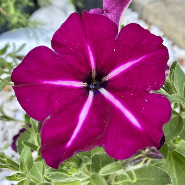 Петуния фиолетовая с белыми прожилками