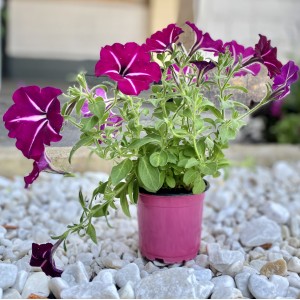 Петуния фиолетовая с белыми прожилками