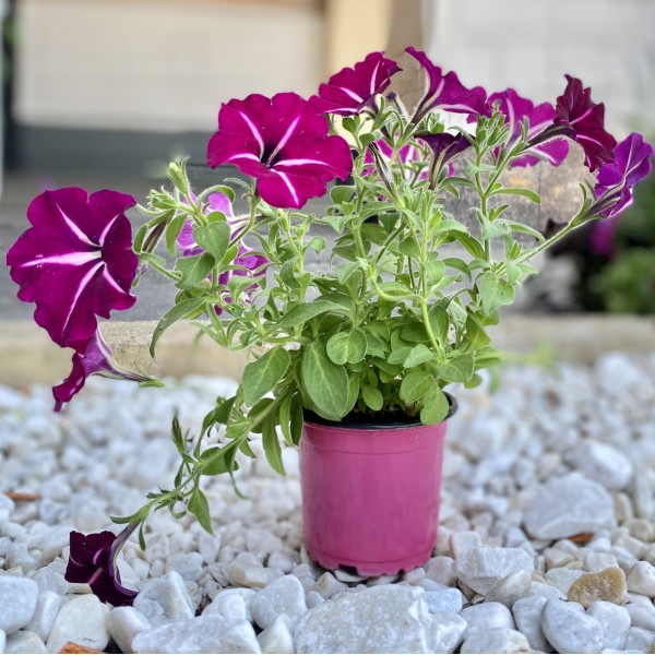 Петуния фиолетовая с белыми прожилками