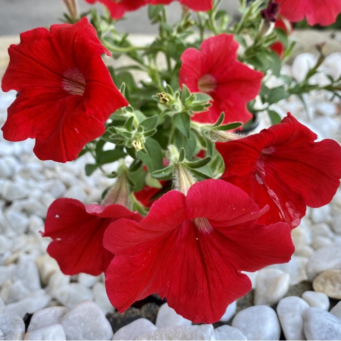 Петуния красная