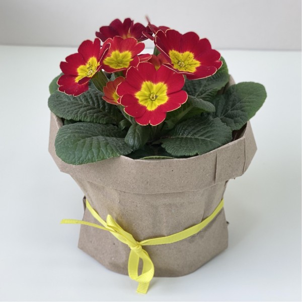 Примула красная в горшке