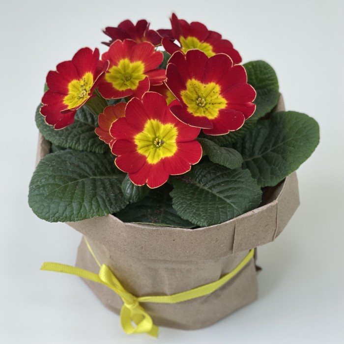 Примула красная в горшке