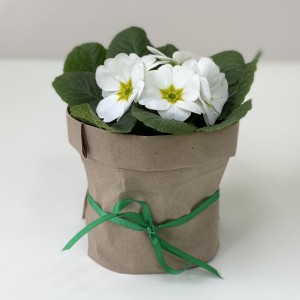 Примула белая в горшке