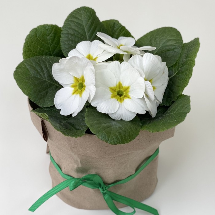 Примула белая в горшке