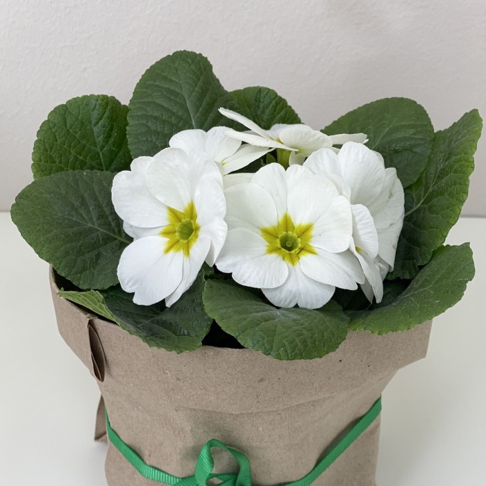 Примула белая в горшке