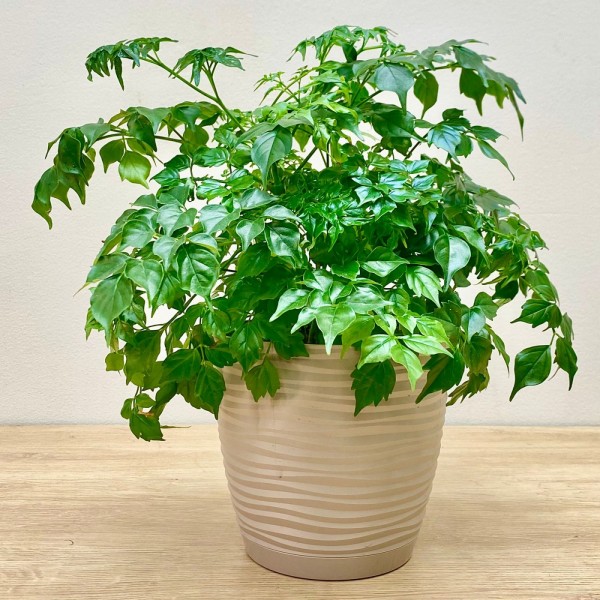 Радермахера