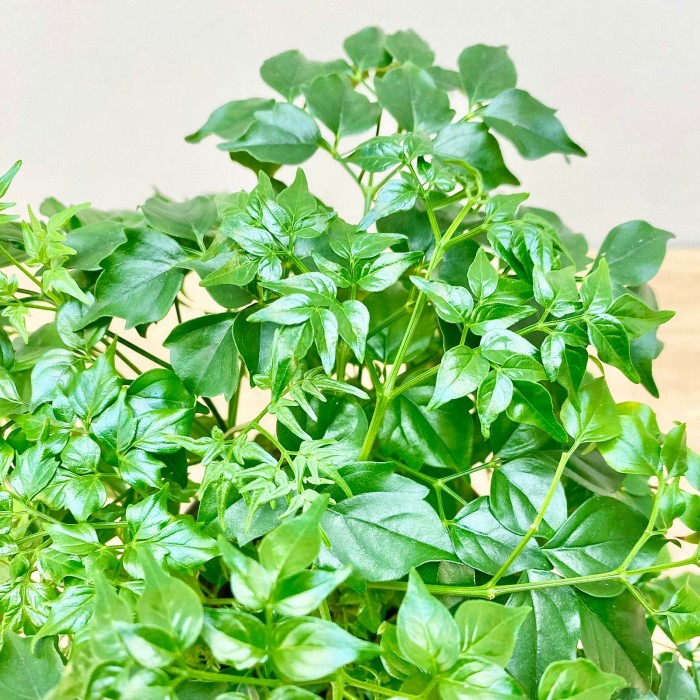 Радермахера