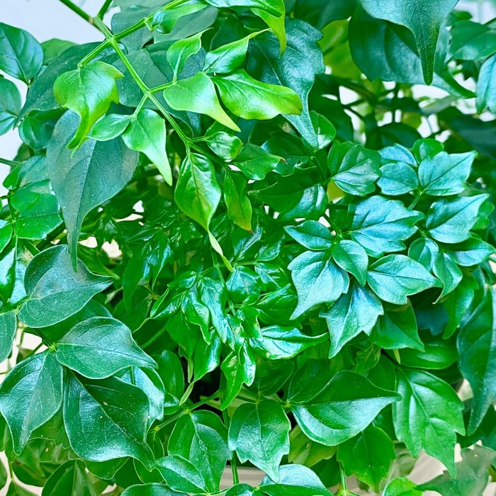 Радермахера