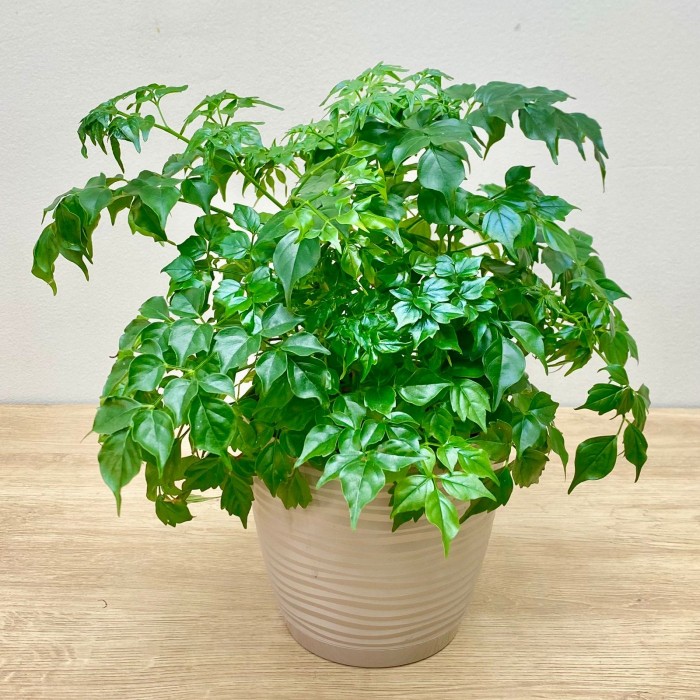 Радермахера