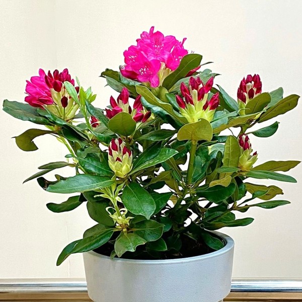 Рододендрон Нова Зебла