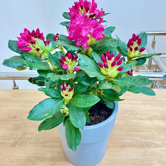 Рододендрон Нова Зебла