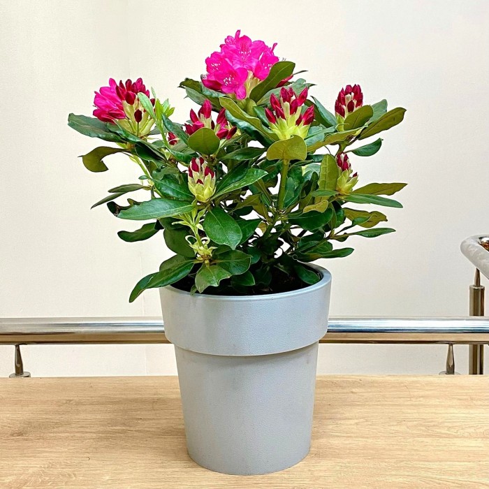 Рододендрон Нова Зебла