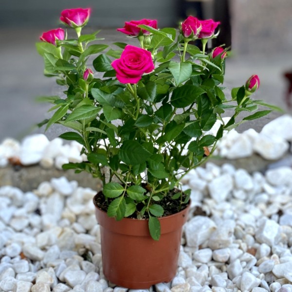 Роза Кордана малиновая