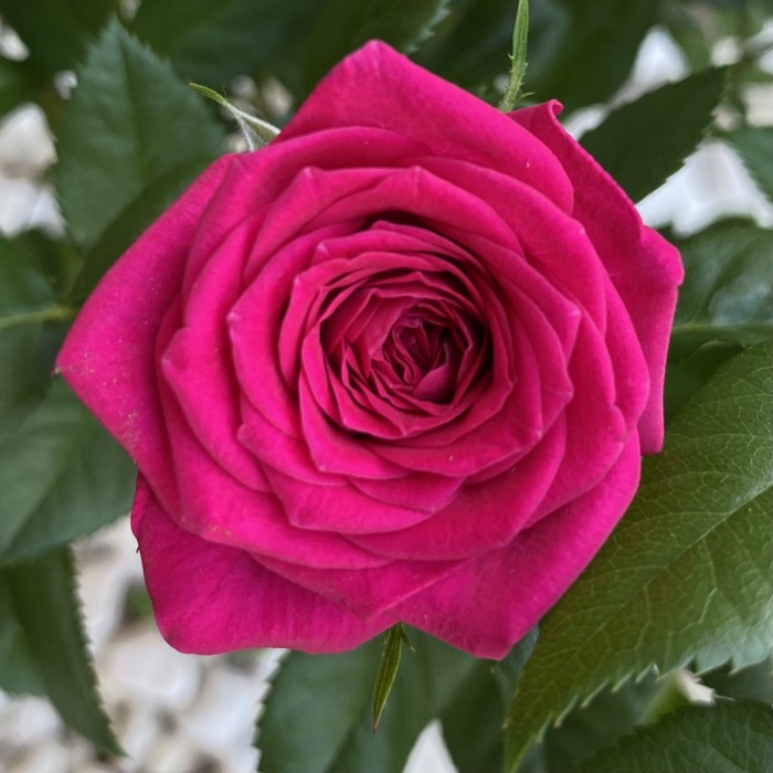 Роза Кордана малиновая