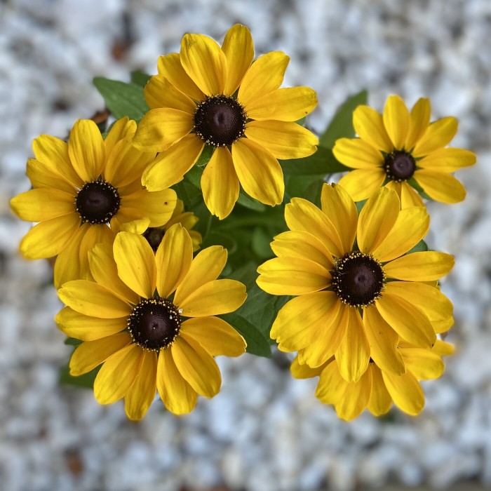 Рудбекия желтая