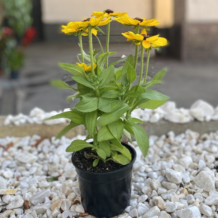 Рудбекия желтая