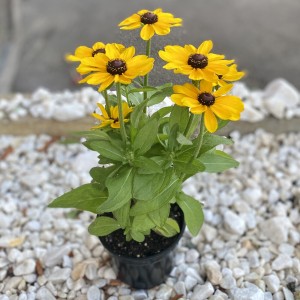 Рудбекия желтая