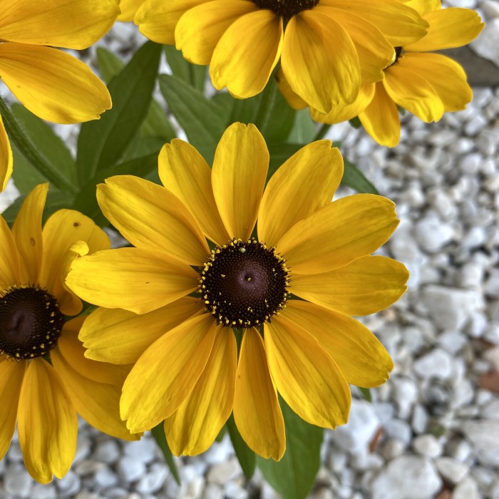 Рудбекия желтая