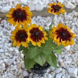 Рудбекия желтая с коричневым