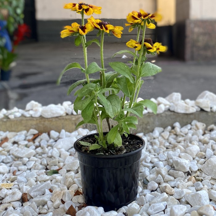 Рудбекия желтая с коричневым