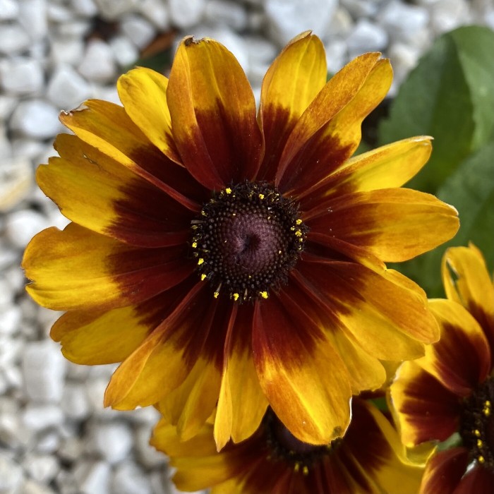 Рудбекия желтая с коричневым