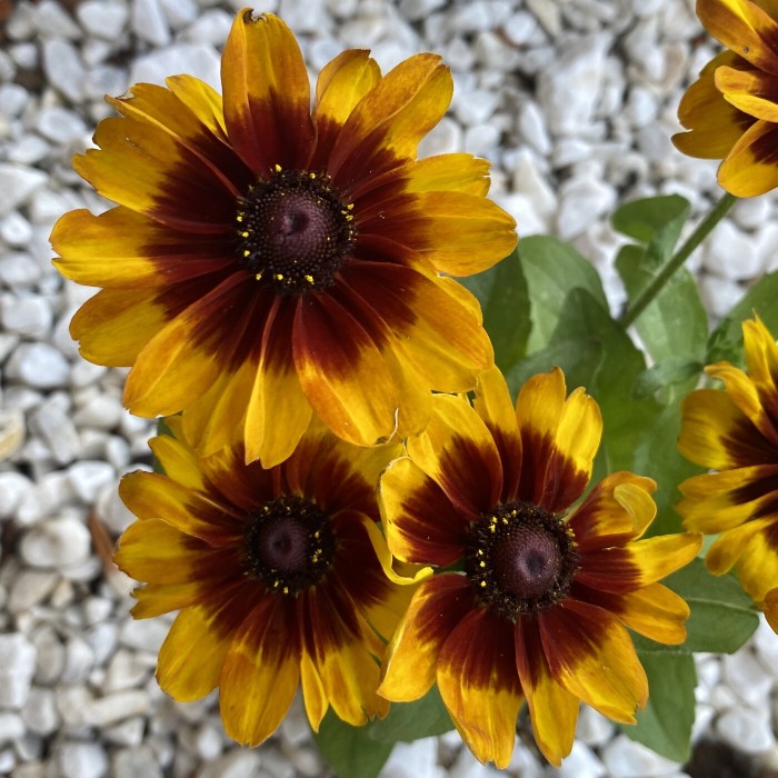 Рудбекия желтая с коричневым