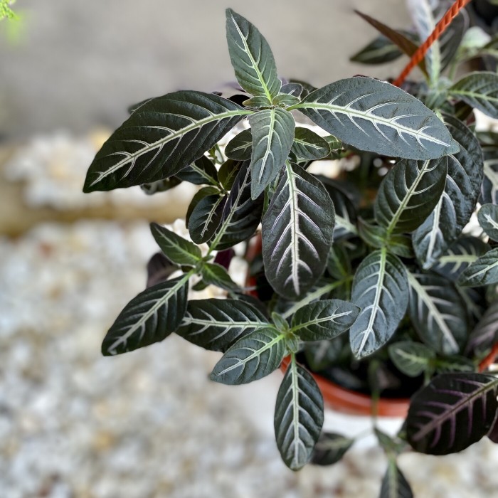 Руэллия Портелла