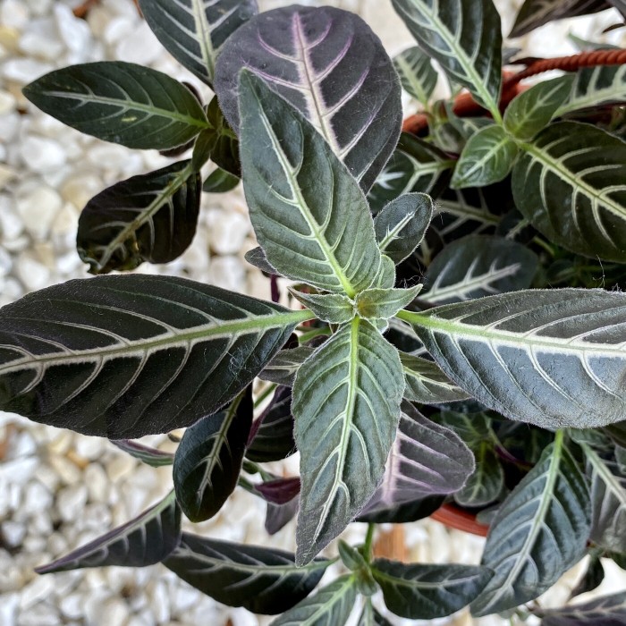 Руэллия Портелла