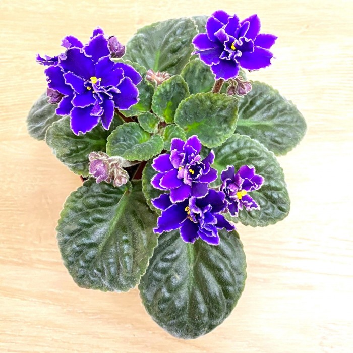 Фиалка (сенполия) махровая фиолетовая с белым