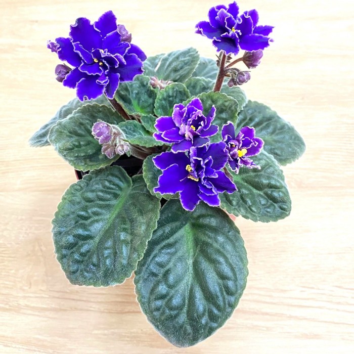 Фиалка (сенполия) махровая фиолетовая с белым