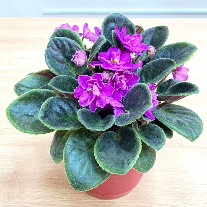 Фиалка (сенполия) махровая лиловая