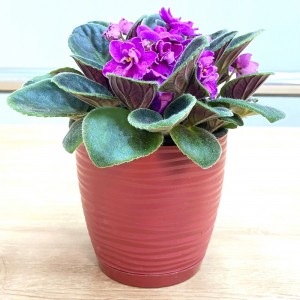 Фиалка (сенполия) махровая лиловая