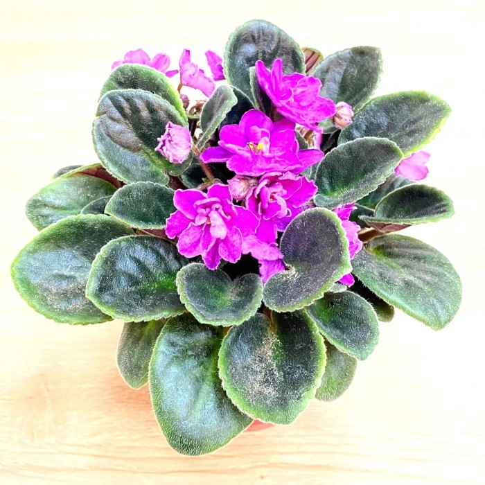 Фиалка (сенполия) махровая лиловая