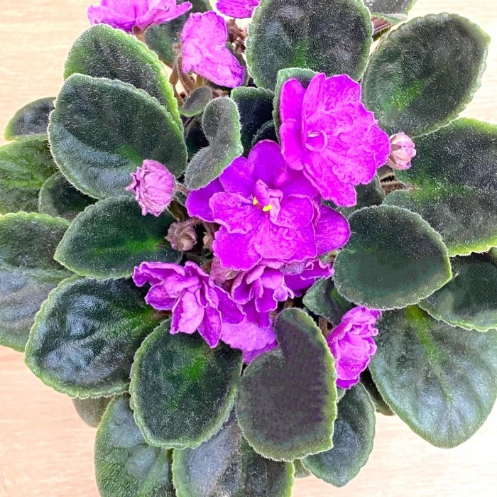 Фиалка (сенполия) махровая лиловая